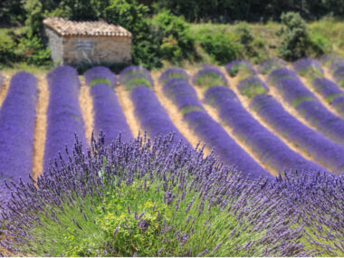 La Lavande
