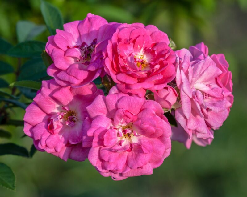 Provins Roses La Rose de Provins, renaissance d’une variété oubliée
