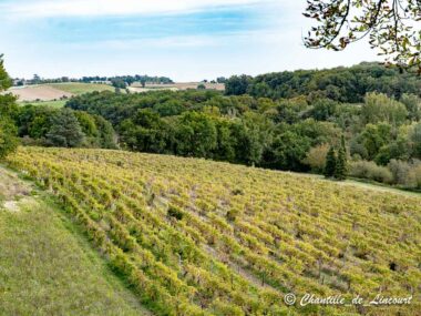 Chateau Arton domaine