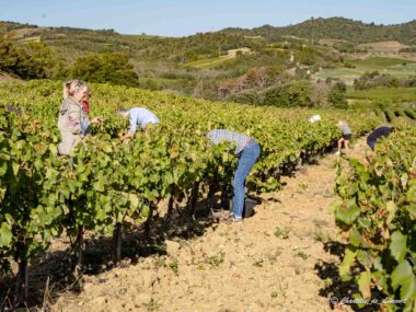 Vendanges Aude