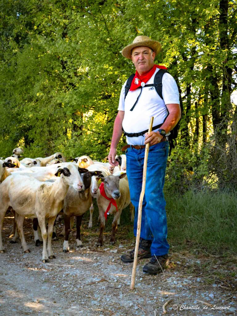 Transhumance dans le Lot brebis bergers