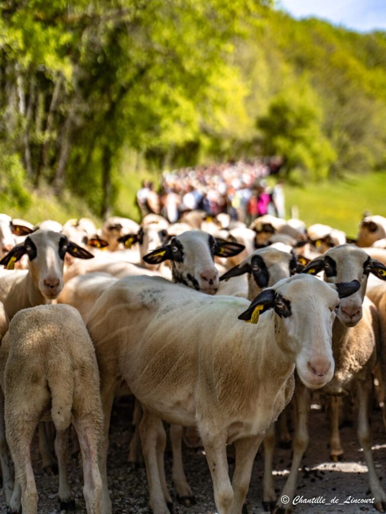 Transhumance dans le Lot brebis