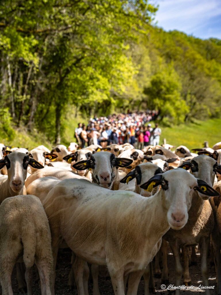 Transhumance dans le Lot brebis
