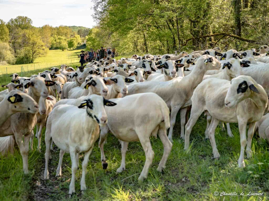 Transhumance dans le Lot brebis