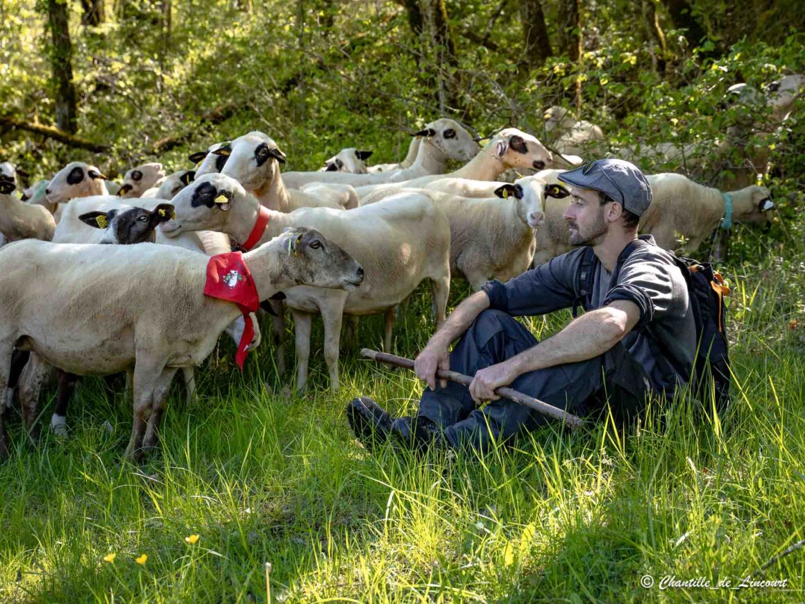 Transhumance dans le Lot
