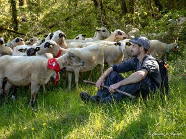 Transhumance dans le Lot