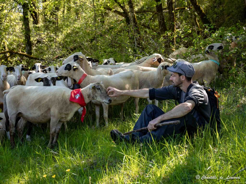 Transhumance dans le Lot brebis Bergers
