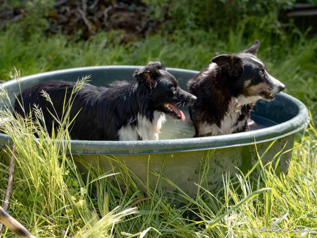 Transhumance dans le Lot brebis chiens de bergers