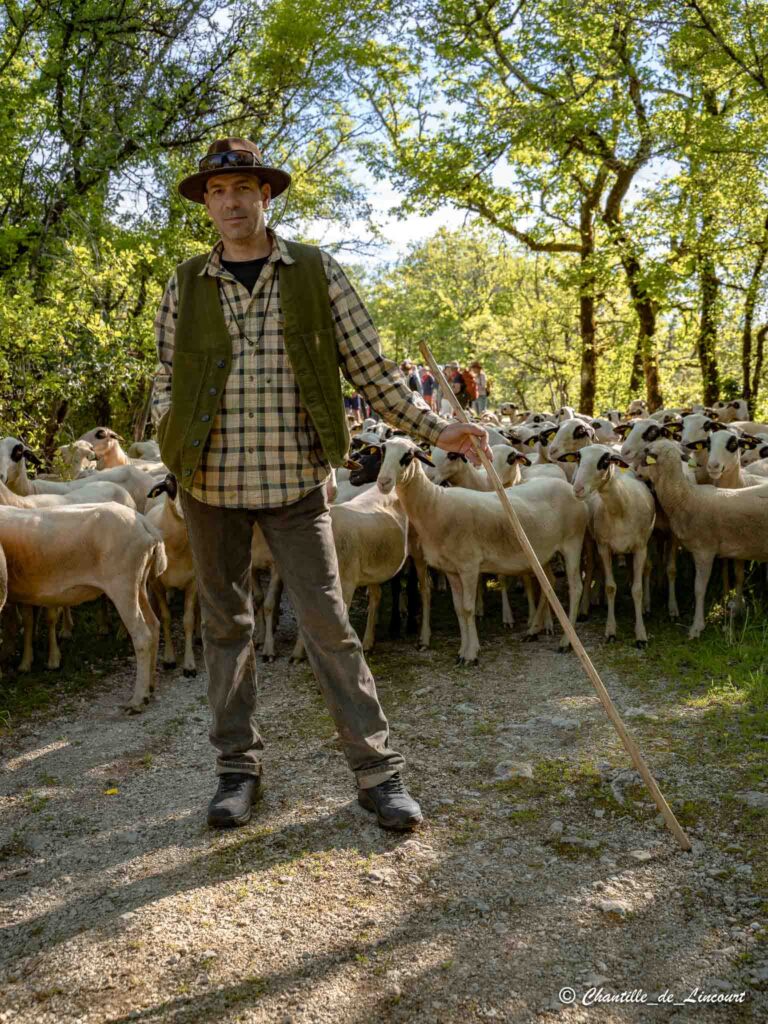 Transhumance dans le Lot brebis bergers