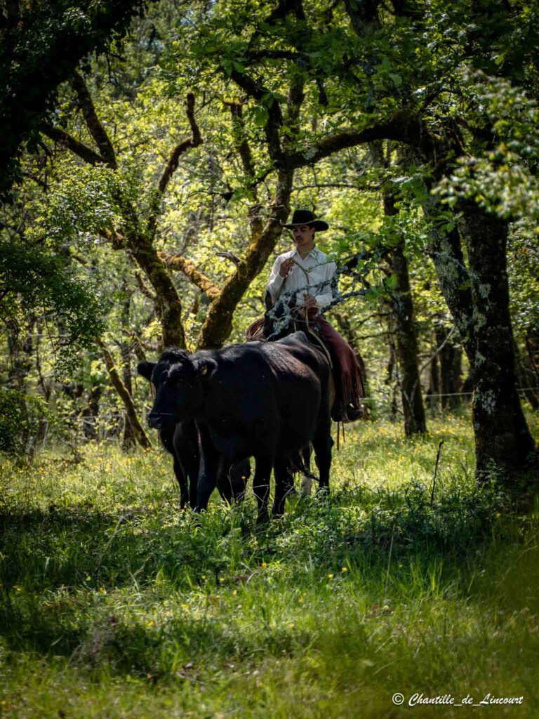 Transhumance dans le Lot brebis chevaux vaches